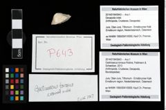 Foto (Objekt + Etikett) von Gastrosacus torosus (Robins, Feldmann & Schweitzer, 2013)  (NHMW-GEO-2014-0194-0643)